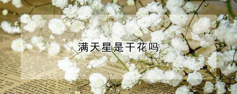 满天星是干花吗