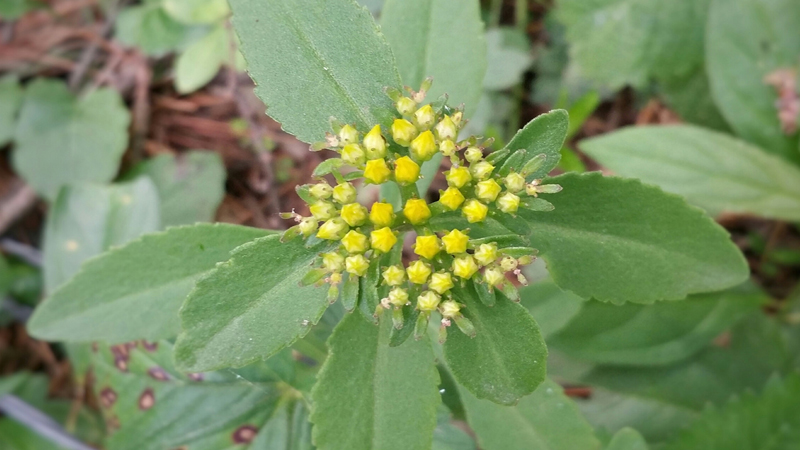 养心菜种植技术