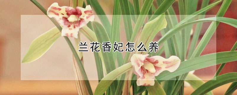 兰花香妃怎么养