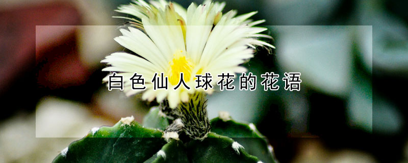 白色仙人球花的花语