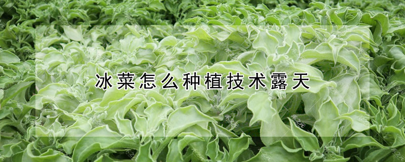 冰菜怎么种植技术露天