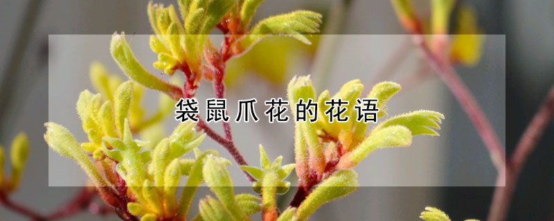 袋鼠爪花的花语