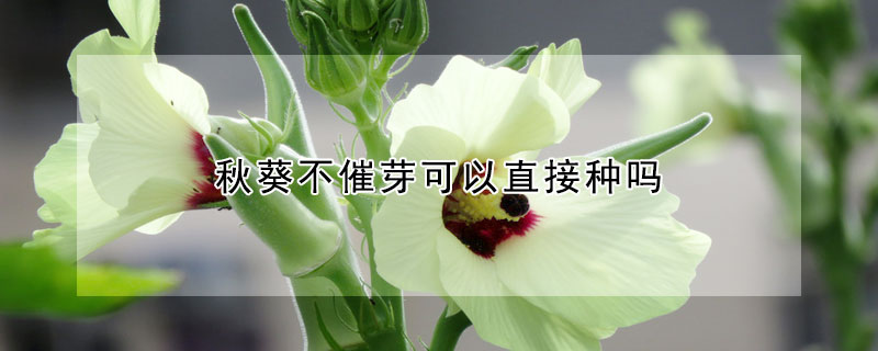 秋葵不催芽可以直接种吗