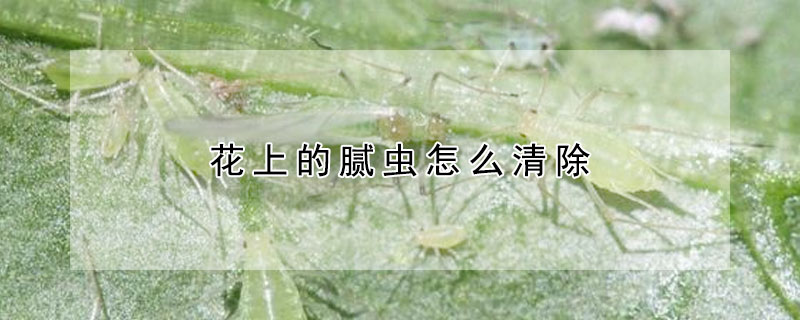 花上的腻虫怎么清除