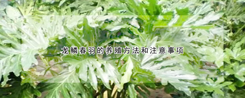 龙鳞春羽的养殖方法和注意事项