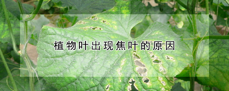 植物叶出现焦叶的原因