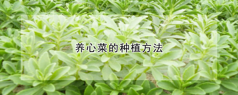 养心菜的种植方法