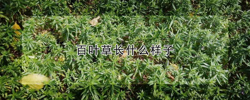 百叶草长什么样子