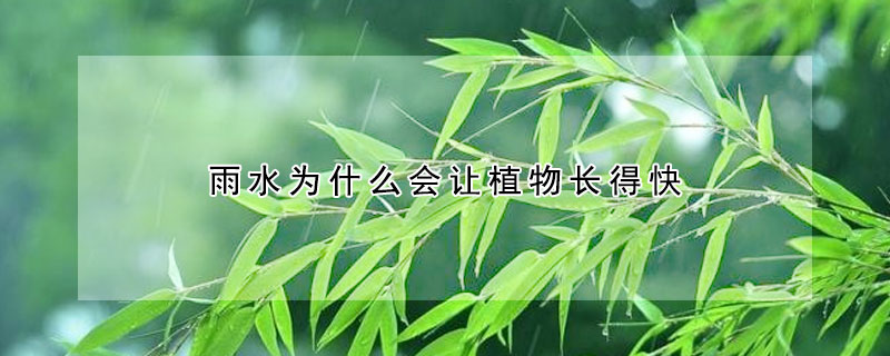 雨水为什么会让植物长得快