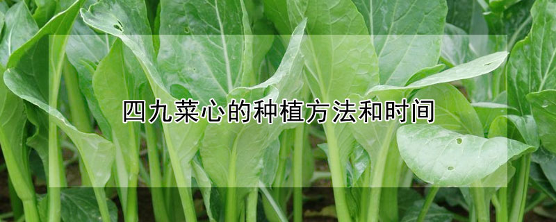 四九菜心的种植方法和时间