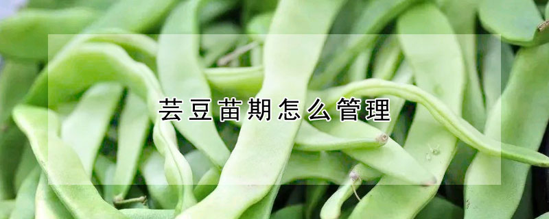 芸豆苗期怎么管理