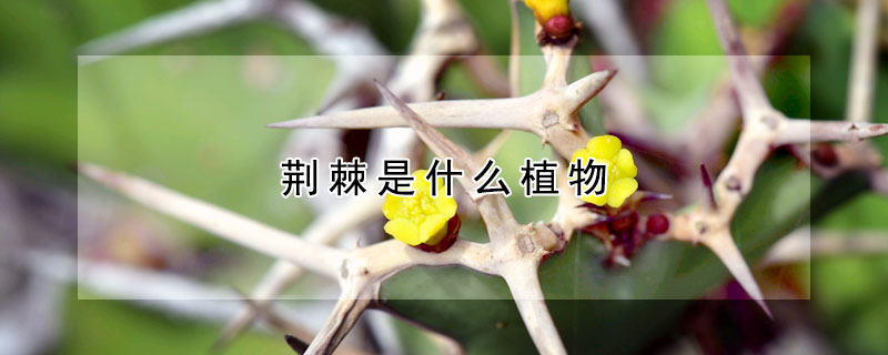 荆棘是什么植物