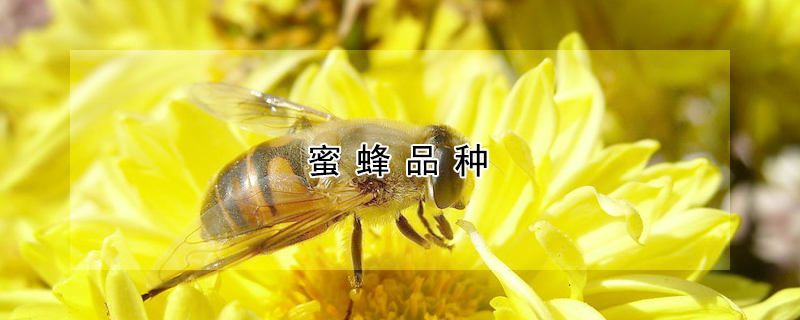 蜜蜂品种