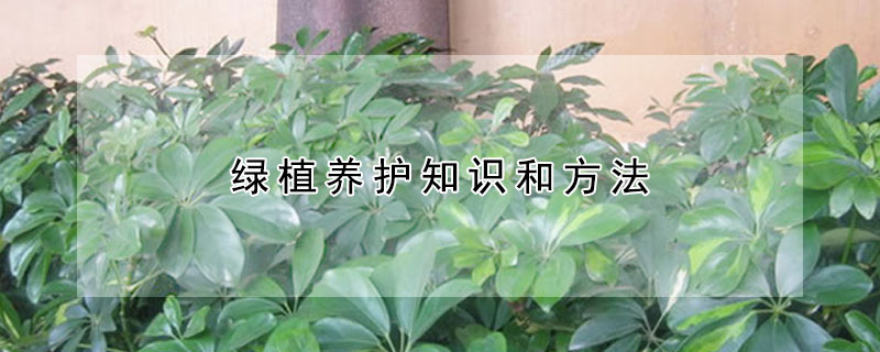 绿植养护知识和方法