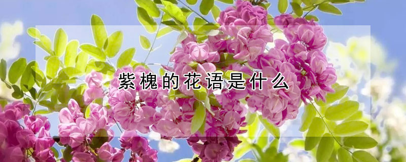 紫槐的花语是什么