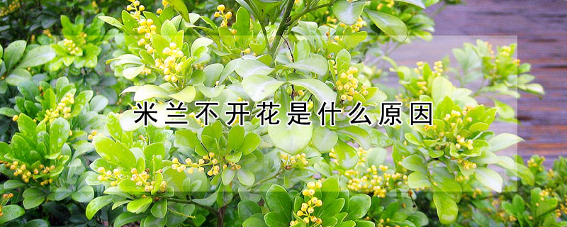 米兰不开花是什么原因