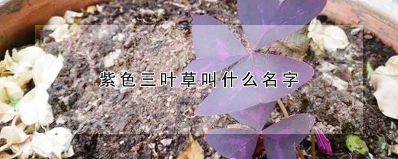 紫色三叶草叫什么名字