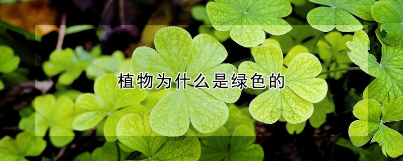 植物为什么是绿色的