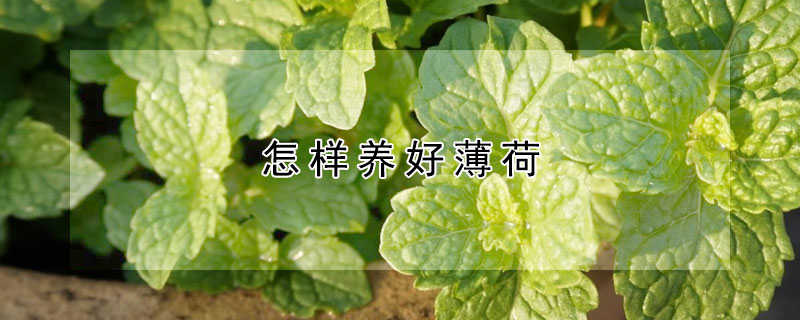 怎样养好薄荷