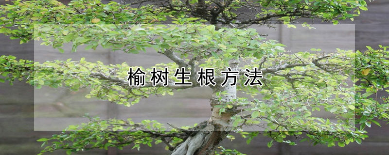 榆树生根方法