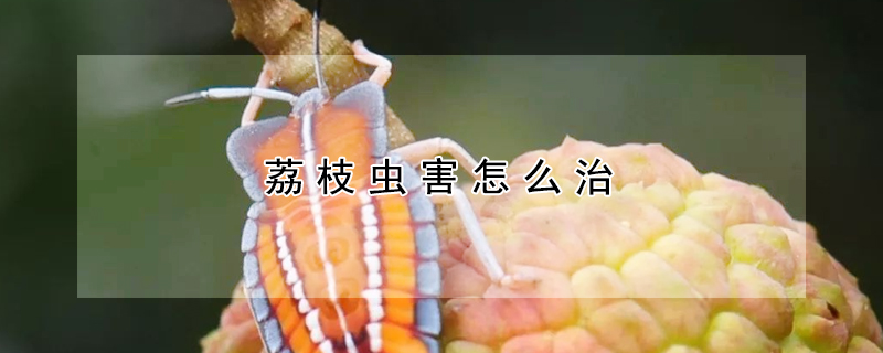 荔枝虫害怎么治