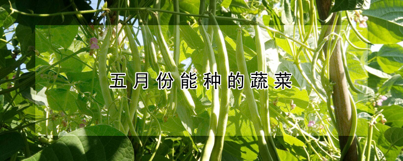 五月份能种的蔬菜