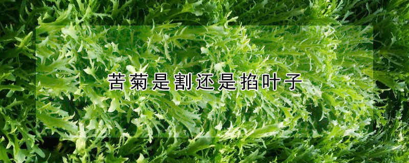 苦菊是割还是掐叶子