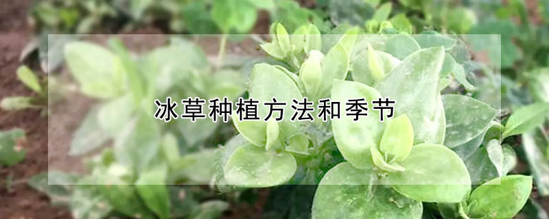 冰草种植方法和季节