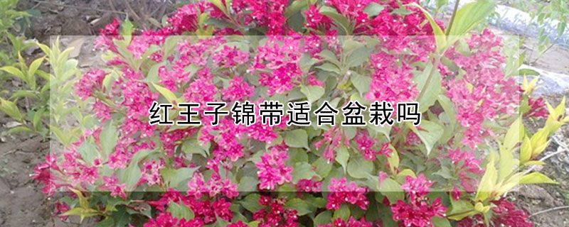 红王子锦带适合盆栽吗