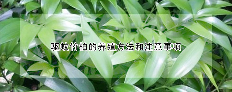 驱蚊竹柏的养殖方法和注意事项