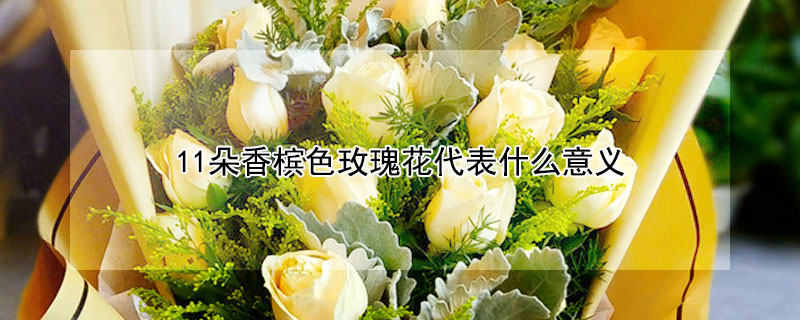 11朵香槟色玫瑰花代表什么意义