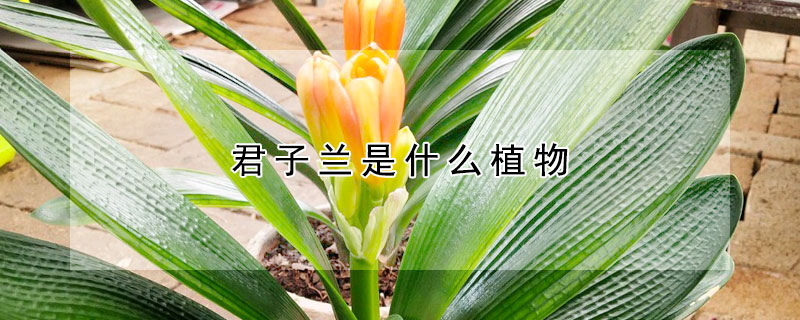 君子兰是什么植物