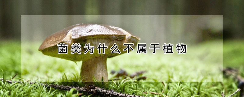 菌类为什么不属于植物