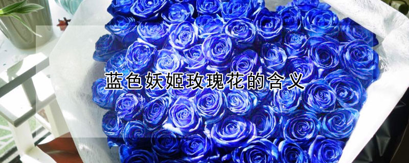 蓝色妖姬玫瑰花的含义