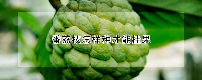 番荔枝怎样种才能挂果