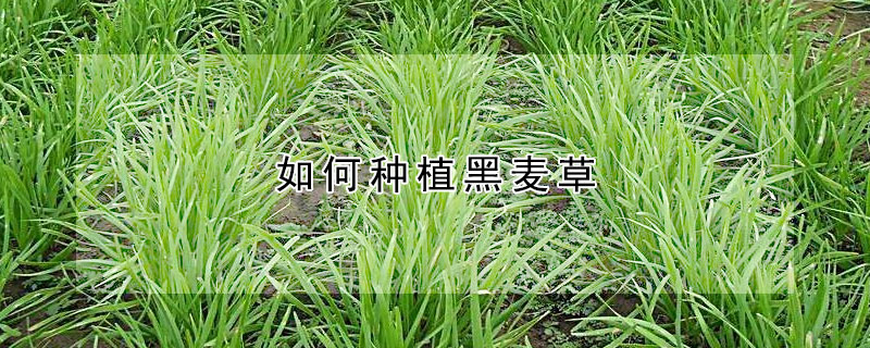 如何种植黑麦草