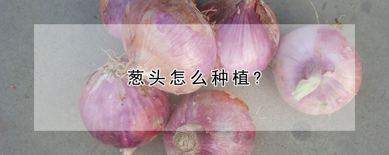 葱头怎么种植?