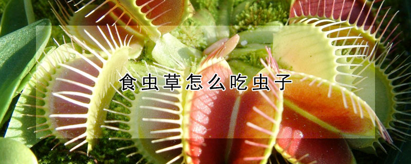 食虫草怎么吃虫子