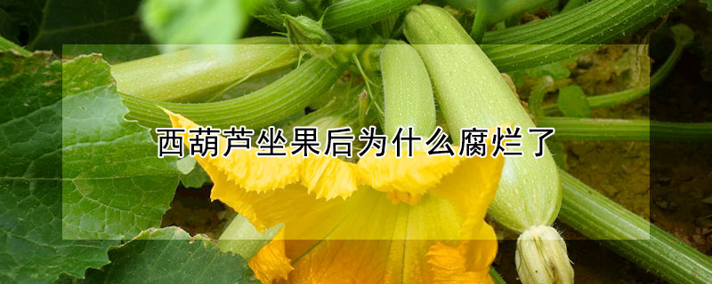 西葫芦坐果后为什么腐烂了