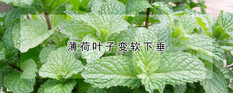 薄荷叶子变软下垂