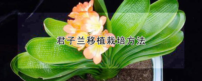 君子兰移植栽培方法