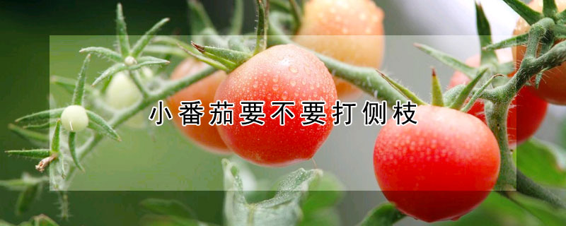 小番茄要不要打侧枝