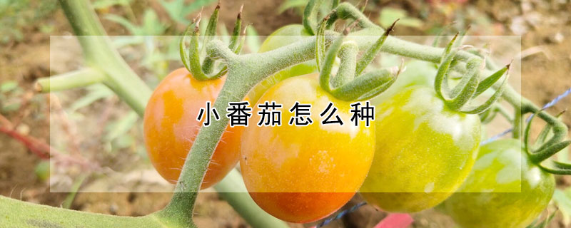 小番茄怎么种