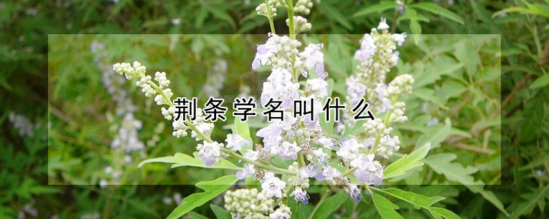 荆条学名叫什么