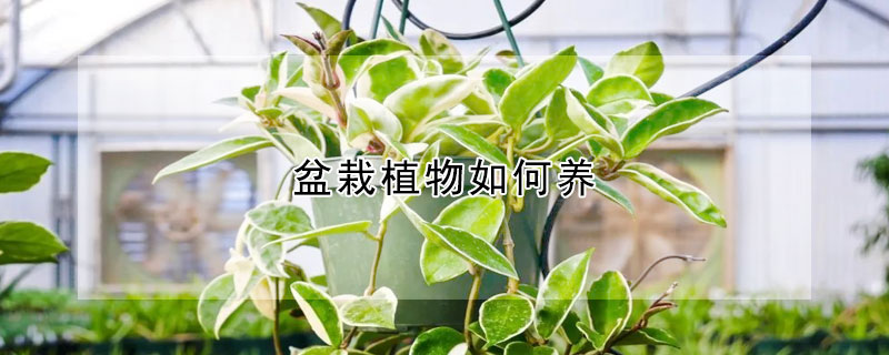 盆栽植物如何养