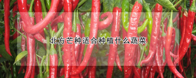 北方芒种适合种植什么蔬菜