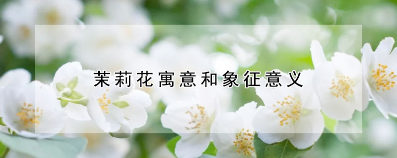 茉莉花寓意和象征意义