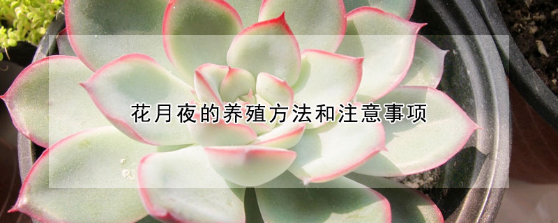 花月夜的养殖方法和注意事项 发财农业网