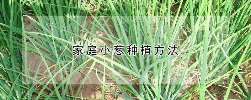 家庭小葱种植方法