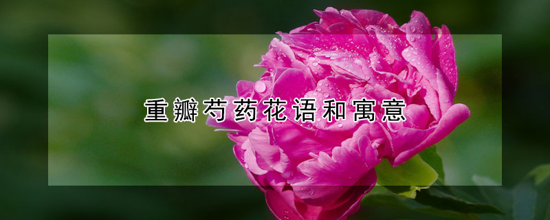 重瓣芍药花语和寓意